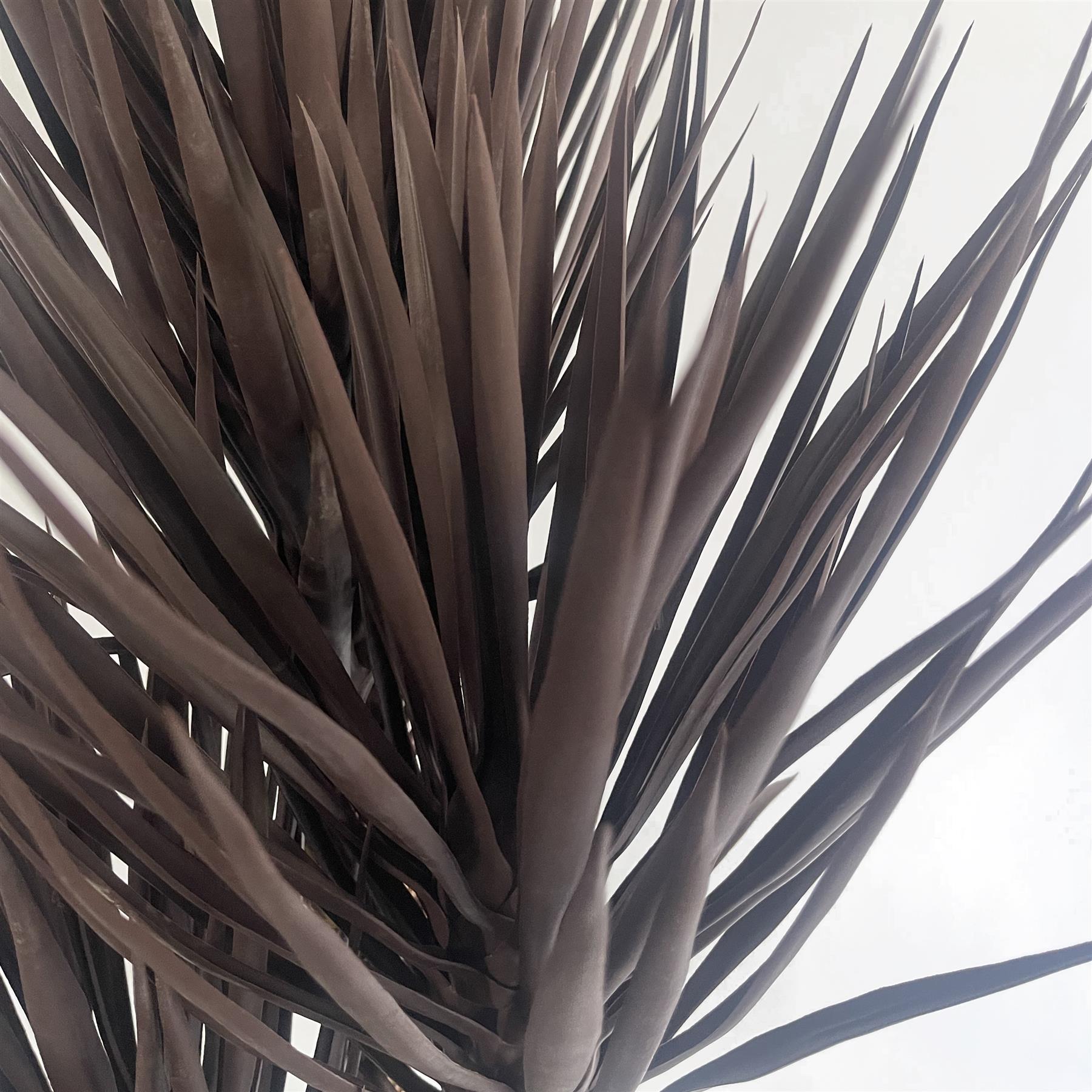 Artificial Tree Yukka Tropical 155cm Tall XXL Dark Yukka-4